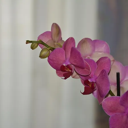 Orchidea *